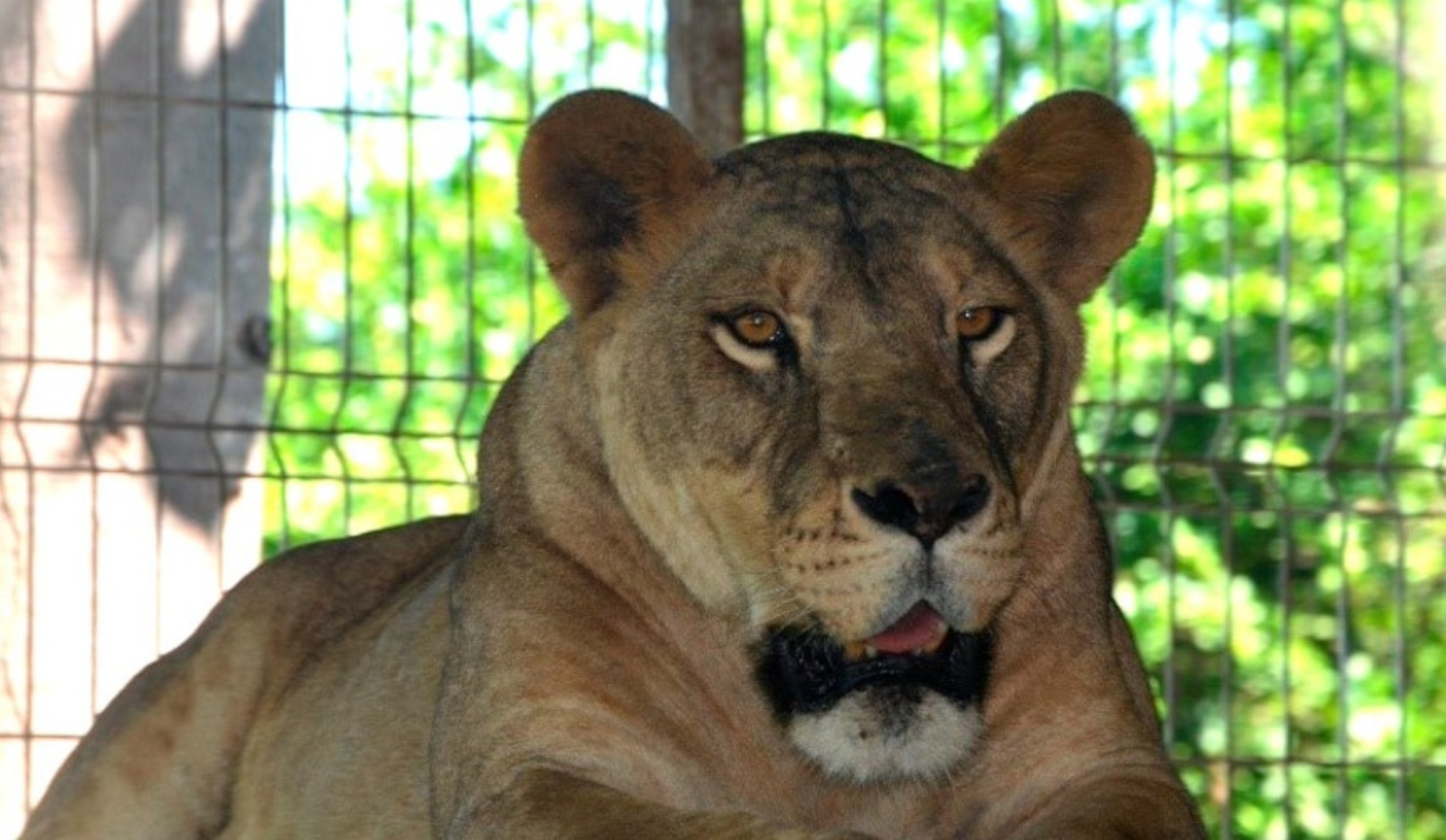 Encuentran leones y venados en fincas de La Huerta en Jalisco